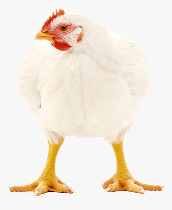 Broiler Chicken Png, Transparent Png , Transparent Png HD phone wallpaper