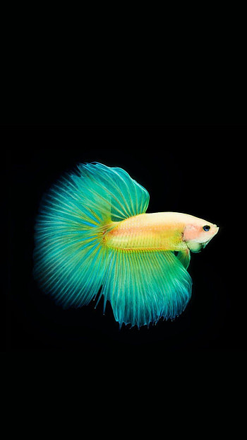 Gambar Hp Oppo, gambar untuk hp HD phone wallpaper