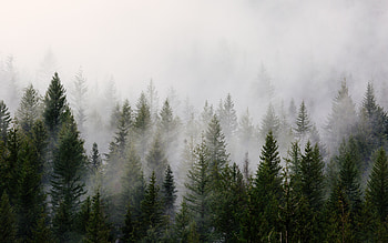 Forks Washington, twilight forest HD wallpaper