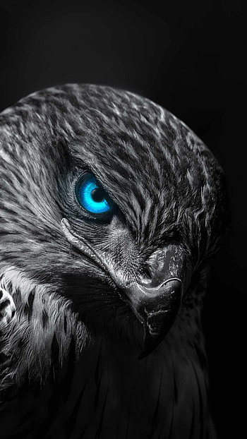Black Eagle , eagle black HD phone wallpaper