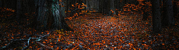 5120x1440 autumn HD wallpaper