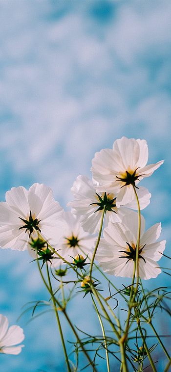 Best flower 11, aesthetic sky flowers HD phone wallpaper