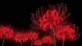 Anime Red Spider Lily, yellow spider lily HD wallpaper