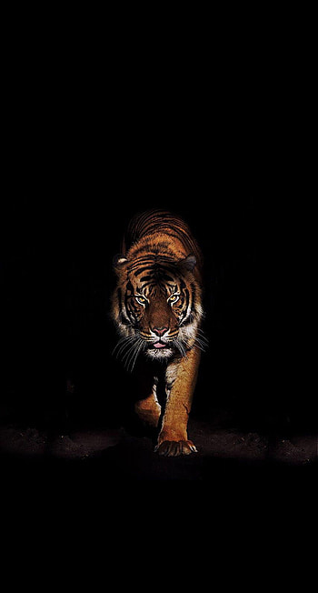 TIGER IN THE DARK, black tiger android HD phone wallpaper