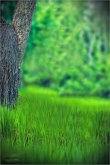 800, cb blur HD phone wallpaper