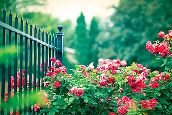 Nature Flowers Group, nature flower rose HD wallpaper
