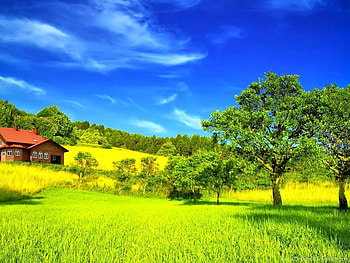 Most Beautiful Green Nature In The World Backgrounds, green world HD wallpaper