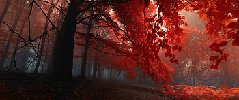 Red Leaves [3440x1440], autumn ultrawide HD wallpaper