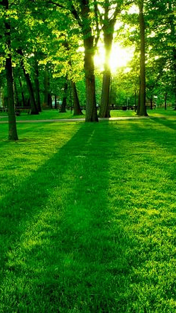Nature Green For Android, best nature mobile HD phone wallpaper