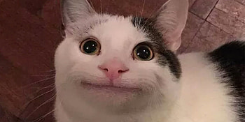Memes Cat, polite cat HD wallpaper