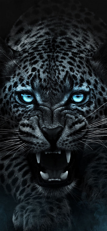 black leopard HD phone wallpaper