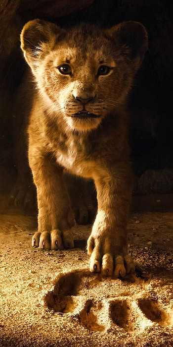 Lion King 2019 Baby, baby lion HD phone wallpaper
