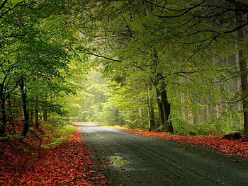 Apple Nature Green Forest For Fullscreen And , HQ, full screen HD wallpaper