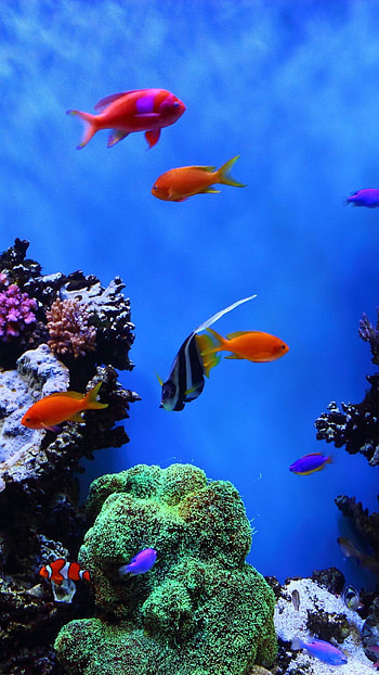 For Android Mobile Full Screen, android mobile nature HD phone wallpaper