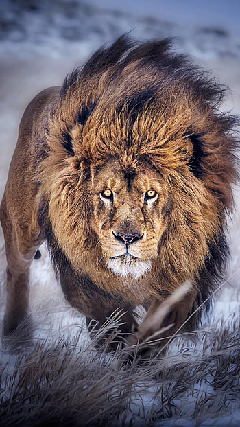 Lion , lion 3d mobile HD phone wallpaper