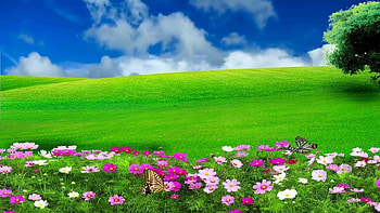 Nature Flower Scenery Video, Royalty Landscape Video, scenery background HD wallpaper