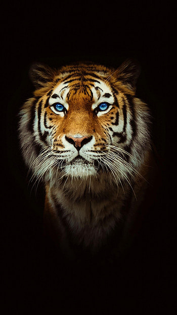 Tiger , angry tiger eyes HD phone wallpaper