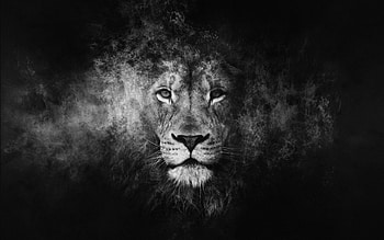Lion Black And White On, black lion HD wallpaper
