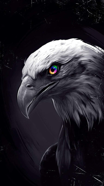 Eagle Eyes , black eagle HD phone wallpaper