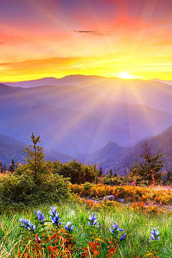 Beautiful flowers and sunshine good morning mobile, beautiful sunrise HD phone wallpaper