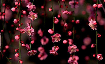 Best Flowers Full Pics For Laptop P, flowers for full screen HD wallpaper