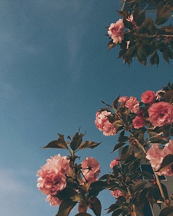 Aesthetic Instagram, dp instagram HD phone wallpaper