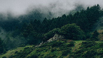 3 Aesthetic Green PC, nature dark green aesthetic HD wallpaper
