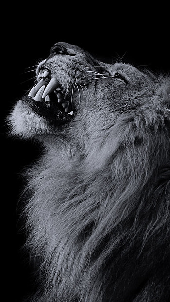 red and black lion HD phone wallpaper
