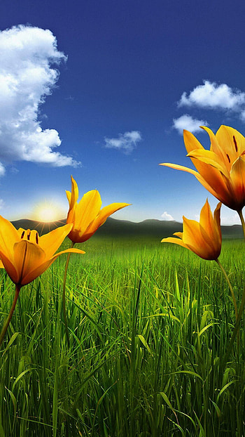 For Android Mobile Full Screen Group, nature android mobile HD phone wallpaper
