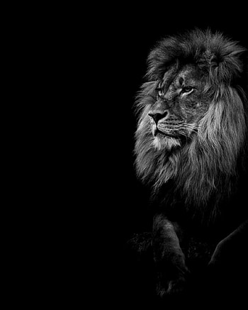 Black Lion, red and black lion HD phone wallpaper