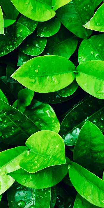 Green Nature , green nature HD phone wallpaper