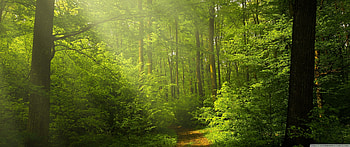Beautiful Nature , Green Forest Ultra Backgrounds for U TV : & UltraWide & Laptop : Multi Display, Dual Monitor : Tablet : Smart, ultrawide forest HD wallpaper