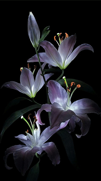 Flower, Flowering Plant, Lily, Plant, Petal, Purple, lily flower HD phone wallpaper