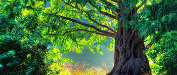 5120x2160 Tree of Life Ultra Wide TV, ultrawide forest HD wallpaper
