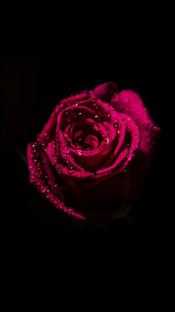Black Amoled, flower amoled HD phone wallpaper
