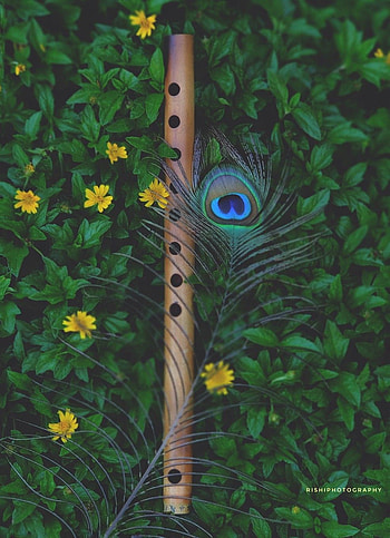 Beautiful peacock feather and fruit, krishna feather HD phone wallpaper