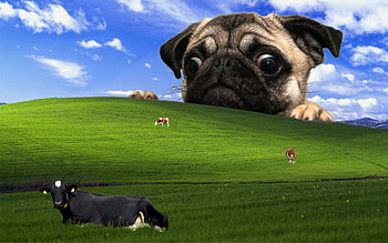 Windows Xp Meme HD wallpaper