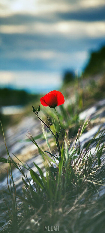 vivo V20 Pro , Backgrounds HD phone wallpaper