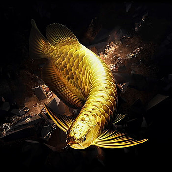Arowana Fish HD phone wallpaper