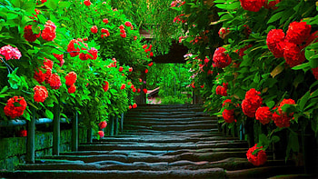 beautiful love for full screen HD wallpaper
