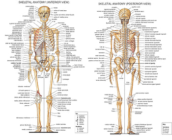 anatomy skeletons High Quality ,High Definition, parts of the body HD wallpaper