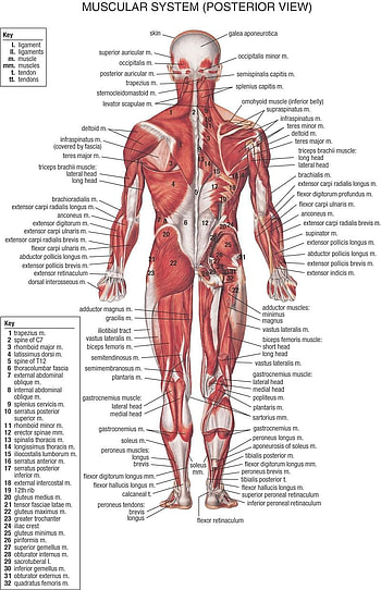 Human body anatomy, Human body muscles ...pinterest HD phone wallpaper