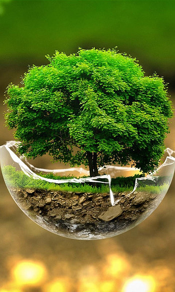 Green Nature Beautiful Tree Mobile : i, beautiful mobile HD phone wallpaper