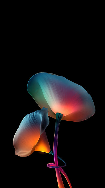 flower amoled HD phone wallpaper