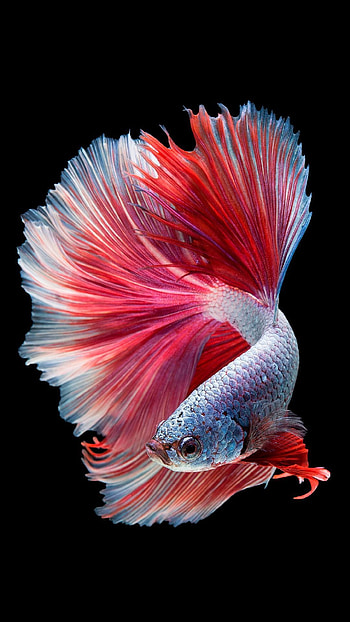 betta fish HD phone wallpaper