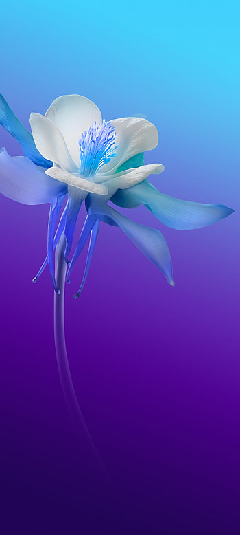 Vivo V20 2021 Stock {1080x2400*}, vivo x60 pro HD phone wallpaper