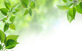 backgrounds_3 » Menu, tea leaf HD wallpaper
