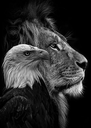 black lion and eagle faces' Poster by MK studio, eagle black HD phone wallpaper