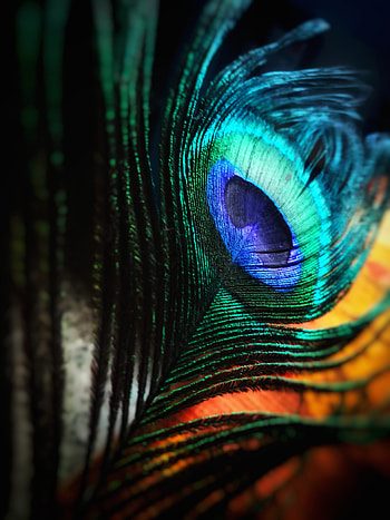 Green and Blue Peacock Feather · Stock, peacock feather mobile HD phone wallpaper