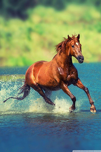 Horse , running horse mobile HD phone wallpaper